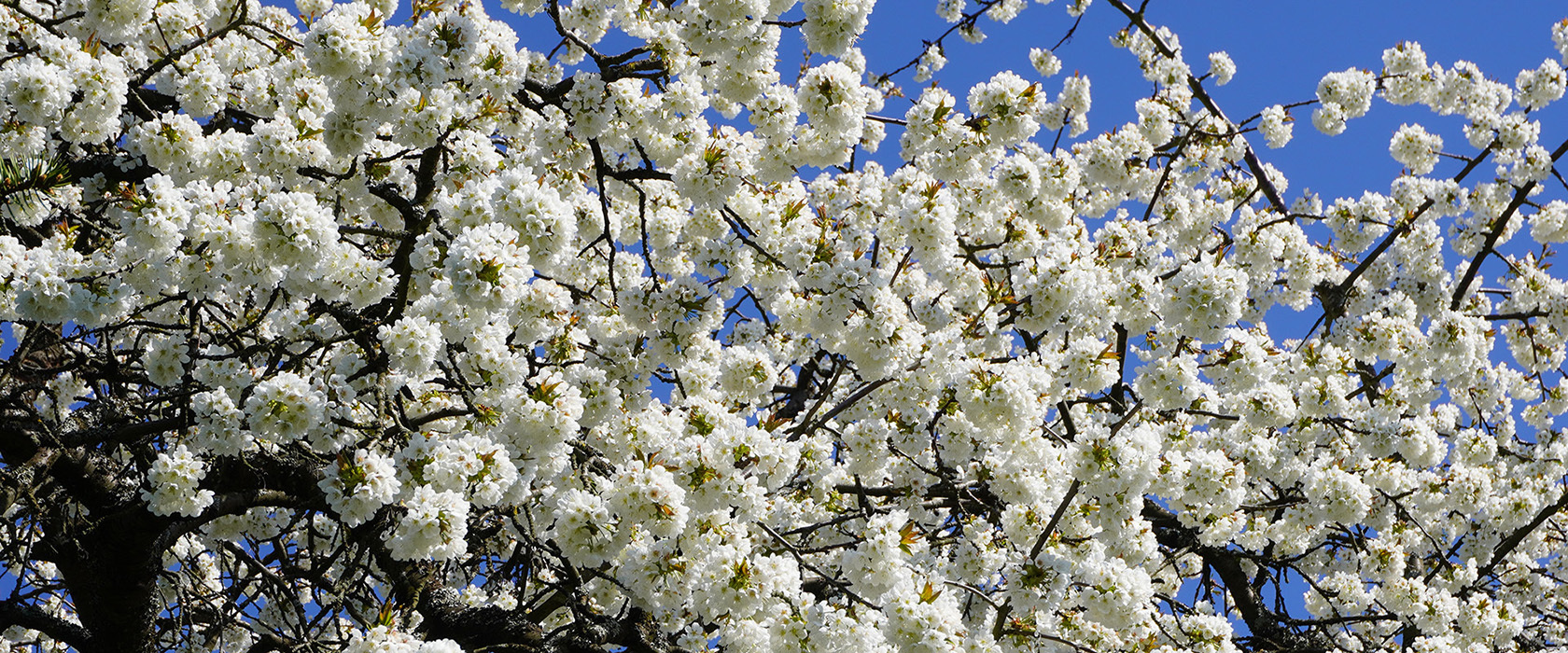 Weiße Blüten einer blühenden Baumkrone gegen einen klaren blauen Himmel, repräsentierend die naturnahe Schönheit von Charlottenberg im Naturpark Nassau.