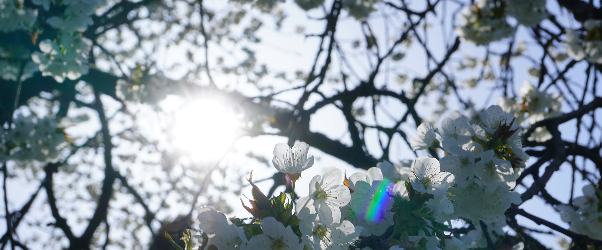 Weiße Blüten an einem Baum mit Sonnenschein durch Zweige, die die naturnahe Atmosphäre von Charlottenberg am Rand des Naturparks Nassau vermitteln.